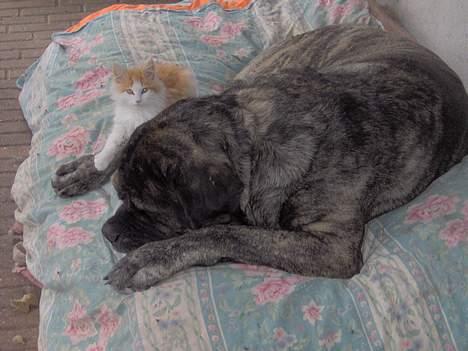 Mastiff Hamlet - Hamlet og Lille My - Prinsessen på ærten - en af dagens powernaps ! billede 4