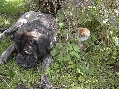 Mastiff Hamlet - I haven med en killing ... billede 5