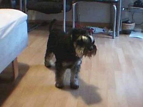 Dvaergschnauzer Tumle - kom og leg med mig nu :D billede 1