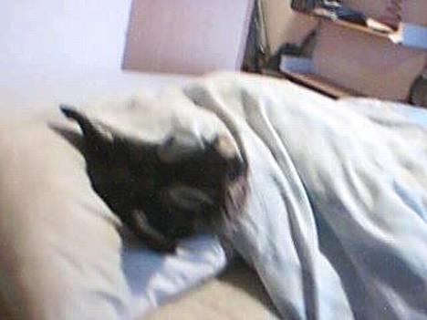 Dvaergschnauzer Dipsi - ZZZZZZZZzzzzzzzzzzzzzzzzZZZZZZZZZZZZZZZZzzzzzzzzzzzzzzz billede 1