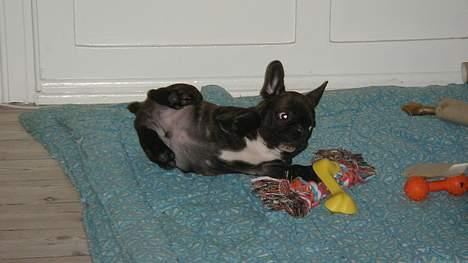 Fransk bulldog Diesel - ???? Hi hi billede 13