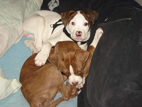 Amerikansk bulldog Maggie - 09/12-06 billede 5