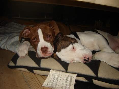 Amerikansk bulldog T-bone - 09/12-06 billede 6