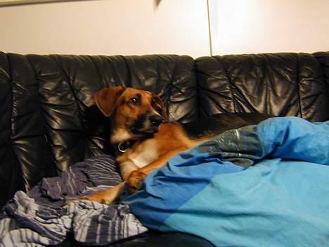 Blanding af racer Laika billede 2