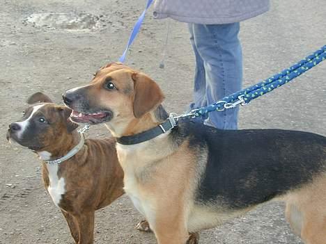 Blanding af racer Laika billede 4