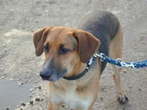 Blanding af racer Laika billede 5