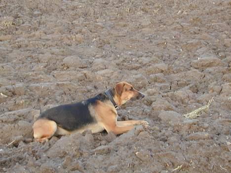 Blanding af racer Laika billede 6