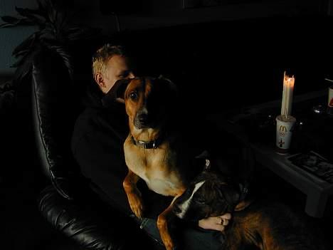 Blanding af racer Laika billede 7