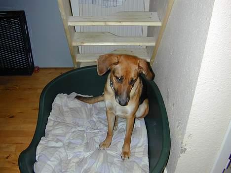 Blanding af racer Laika billede 8