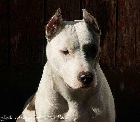 Amerikansk staffordshire terrier Icewood EZ Blue Baby Girl - Rest in Peace <3 - Velkommen til min profil. billede 1