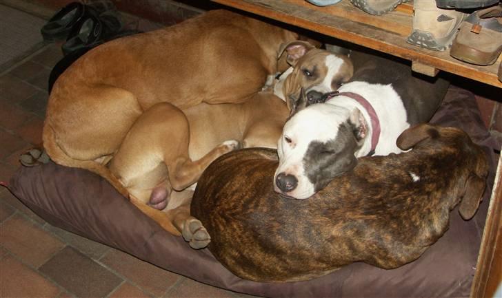 Amerikansk staffordshire terrier Icewood EZ Blue Baby Girl - Rest in Peace <3 billede 2