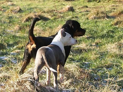 Amerikansk staffordshire terrier Icewood EZ Blue Baby Girl - Rest in Peace <3 billede 3