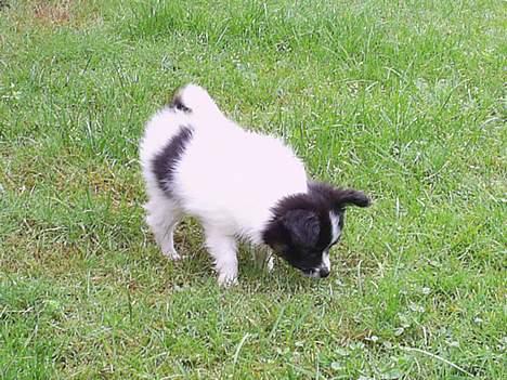 Papillon Micki - Puha, her var jeg lige kommet hjem for første gang, så det hele skulle selvfølgelig undersøges.. billede 2