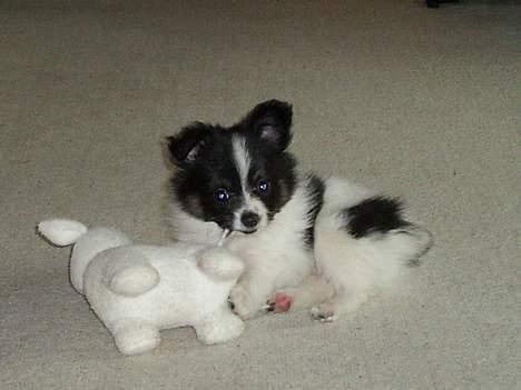 Papillon Micki - Bamsen var så stor i starten, men den er stadig meget sjov. hihi billede 3