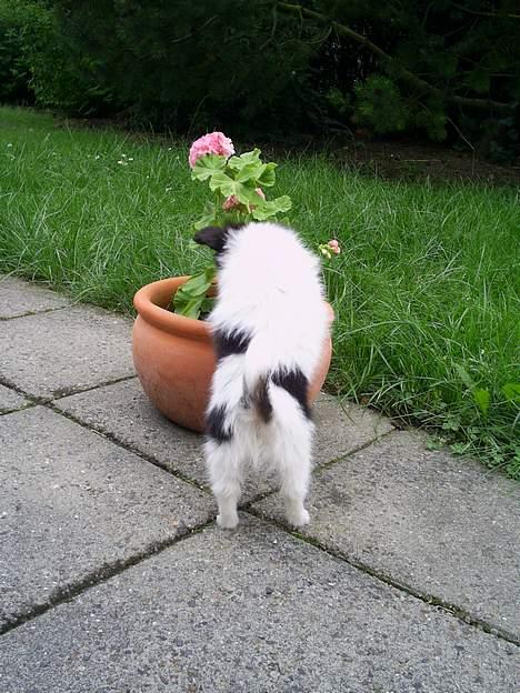 Papillon Micki - Potteplanter er en af mine store specialiteter. De er nemlig super sjove at grave i... billede 4