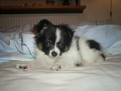 Papillon Micki - Gaaab, jeg er godt nok ved at være lidt træt. billede 5