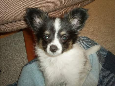 Papillon Micki billede 6