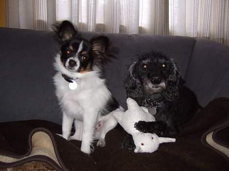 Papillon Micki - Her er jeg sammen med min "bror" Vaks. Han er en rigtig guttermand :D billede 7