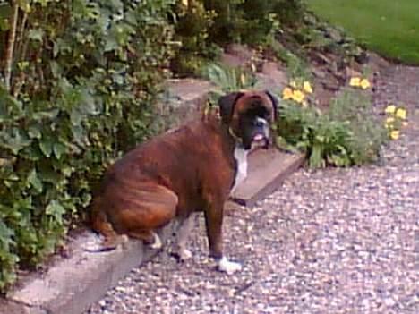 Boxer Vega billede 16