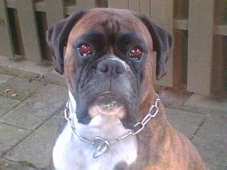 Boxer Vega billede 17