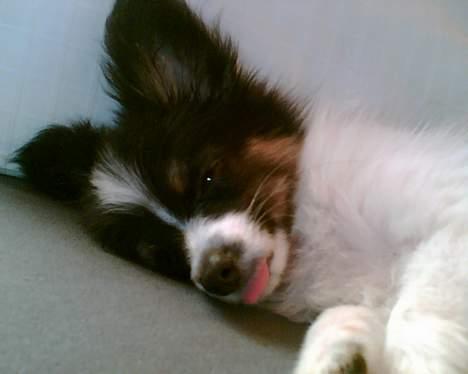 Papillon Micki - Ingen skal da tage billeder af mig, når jeg sover, nå!! billede 8