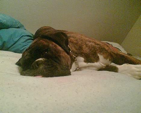 Boxer Vega billede 18