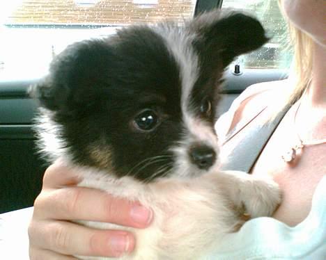 Papillon Micki billede 9