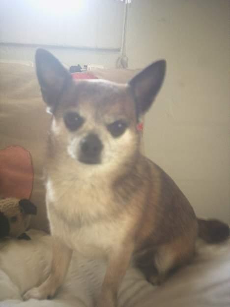 Chihuahua Chark - Jeg er da fotogen ö ? iik ,, billede 2