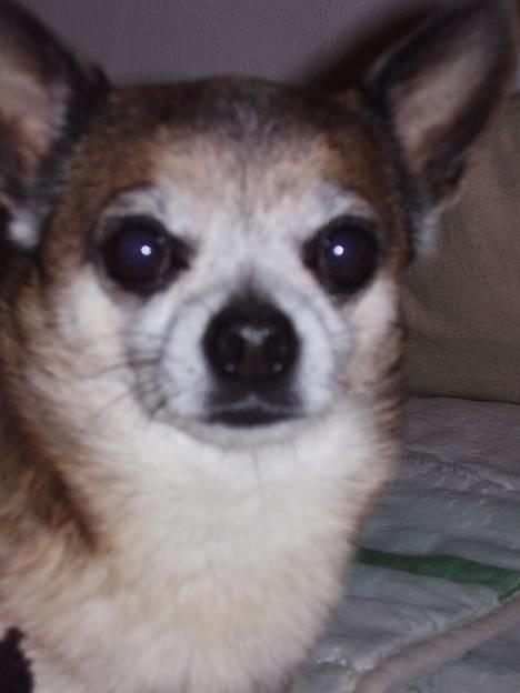 Chihuahua Chark - Jeg tror mor kaldte .. :) billede 3