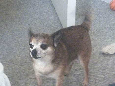 Chihuahua Chark - Det kan godt være at jeg er lidt tyk, men jeg er hurtig :D ..  billede 4