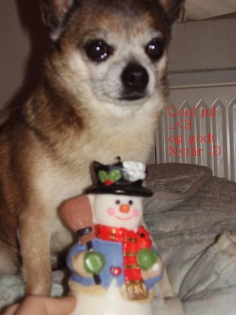 Chihuahua Chark - <3 .. billede 5