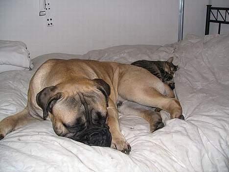 Bullmastiff Goya*elsker dig min skat* - en træt lille buller putter med plyssekatten samson billede 18