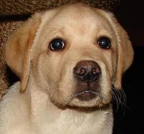 Labrador retriever Xanthos billede 11