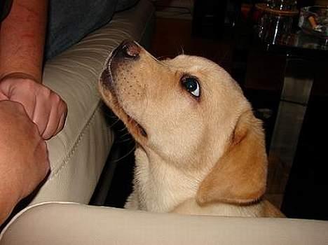 Labrador retriever Xanthos billede 12