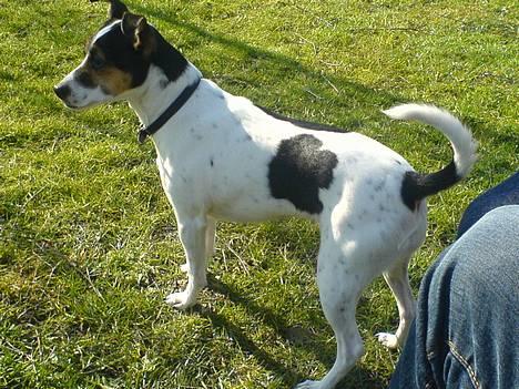 Dansk svensk gaardhund Frida - Hun er så nysgerrig . billede 7