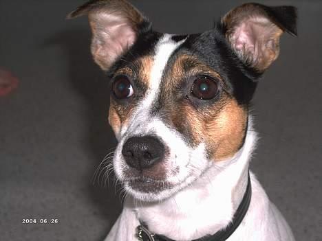 Dansk svensk gaardhund Frida - Det bedste billede vi har af hende <3 billede 8