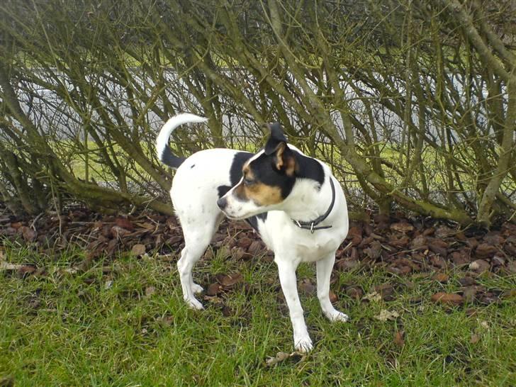 Dansk svensk gaardhund Frida billede 9
