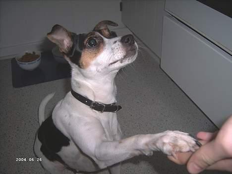 Dansk svensk gaardhund Frida - Frida giver pote billede 10