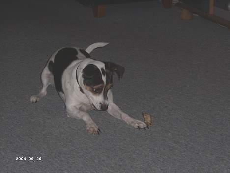 Dansk svensk gaardhund Frida - jeg leger lige  billede 11