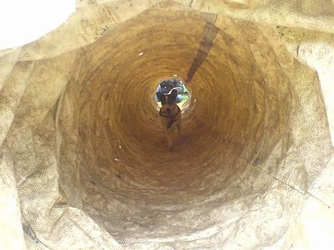 Dansk svensk gaardhund Frida - er jeg ik bar sød ? billede 12