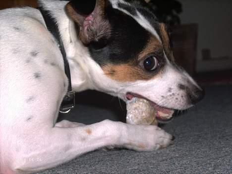 Dansk svensk gaardhund Frida - Jeg elsker mit kødben billede 13