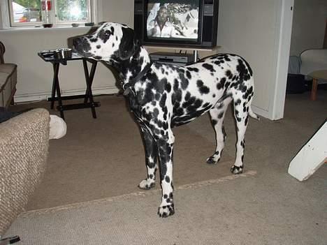 Dalmatiner Vito billede 1