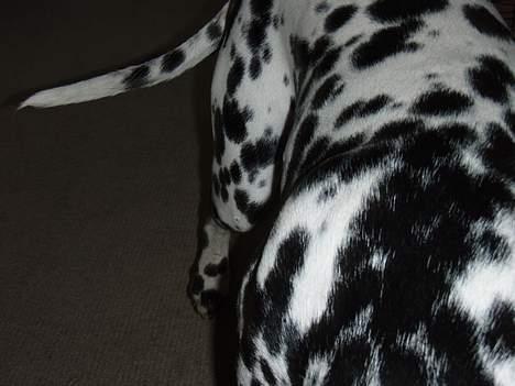 Dalmatiner Vito billede 2