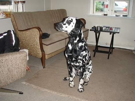 Dalmatiner Vito billede 3