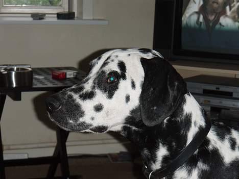 Dalmatiner Vito billede 4