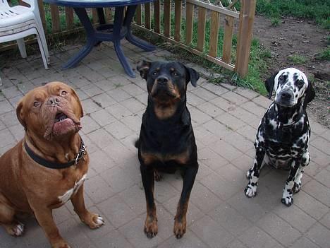 Dalmatiner Vito - mt billede 5