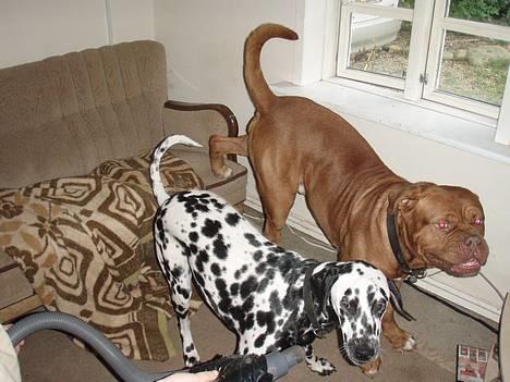 Dalmatiner Vito - vi har aldeles ikke rodet i sofaen...!! billede 6