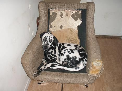 Dalmatiner Vito - jeg sværer den så sådan ud - d må være dian! billede 7