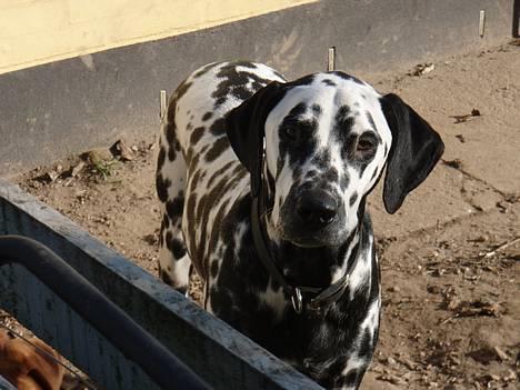 Dalmatiner Vito - hola... billede 9