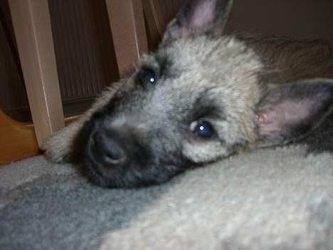 Cairn terrier Tjavs - Hallo jeg vil gerne sove nu...! billede 1
